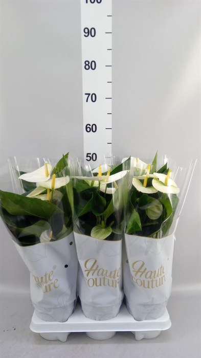 <h4>Anthurium andr. 'Cocos'</h4>