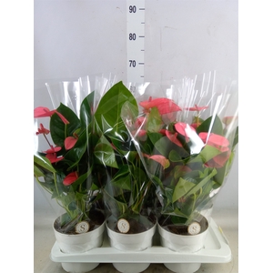 Anthurium andr. 'Pink Champion'