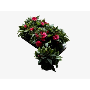 IMPAT CP DEEP PINK