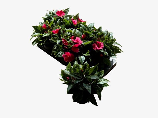 <h4>IMPAT CP DEEP PINK</h4>