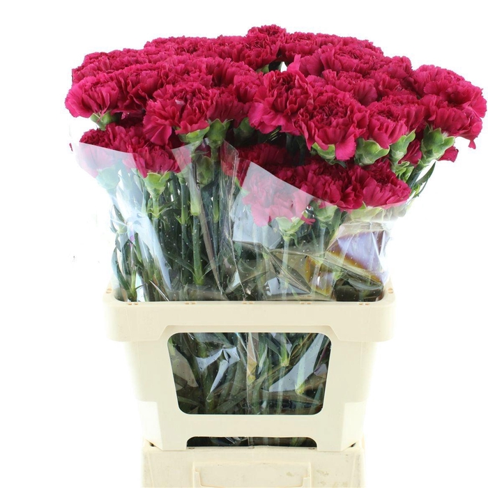 <h4>DI ST AGLIANICO</h4>