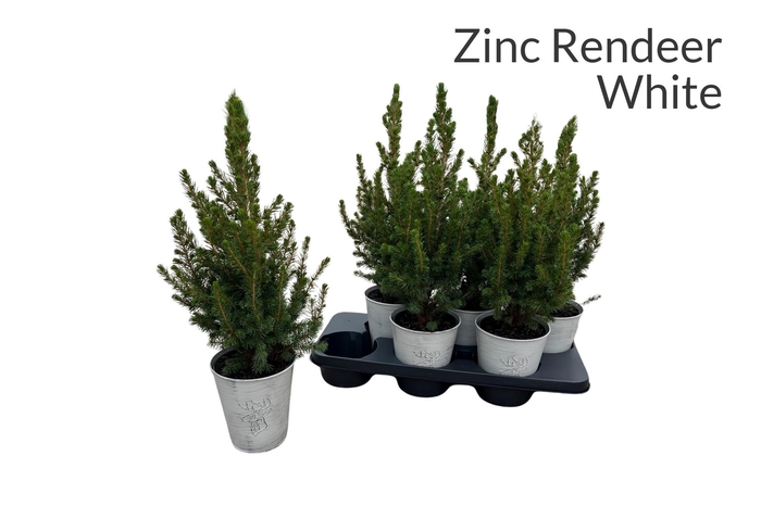 <h4>Picea Gl Conica</h4>