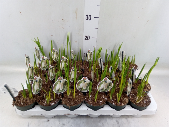 <h4>Fritillaria meleagris</h4>