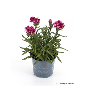 DIANTHUS CARYOPHYLLUS p11 Violet