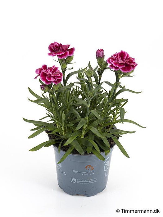 <h4>DIANTHUS CARYOPHYLLUS p11 Violet</h4>