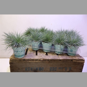 Fest Gl Compact Blue