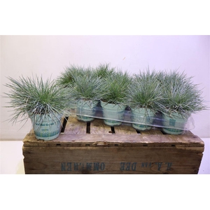 Fest Gl Compact Blue