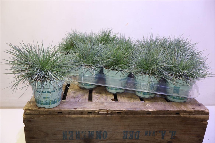 <h4>Fest Gl Compact Blue</h4>