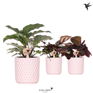 Kolibri Greens Calathea mix in Diamond pot nude