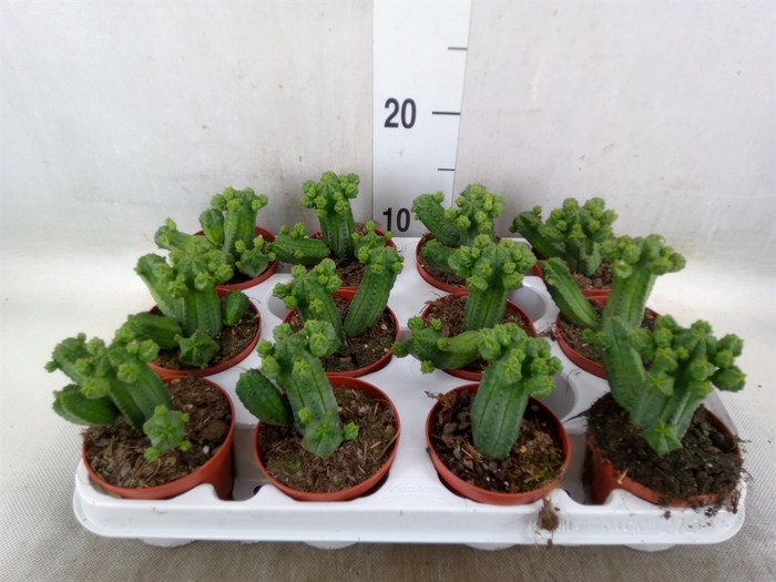 <h4>Euphorbia   ...</h4>