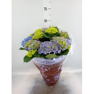 Hydrangea mac. 'Hi River'