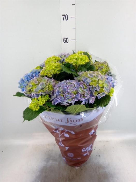 <h4>Hydrangea mac. 'Hi River'</h4>
