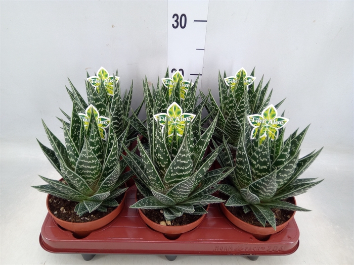 <h4>Aloe aristata 'Tiki Tahi'</h4>