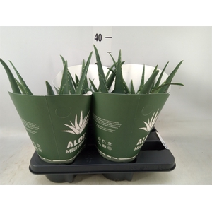 Aloe  'Equator'