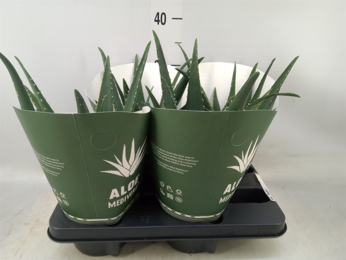 <h4>Aloe  'Equator'</h4>