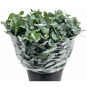 Euc. Cinerea Azur Riviera Short