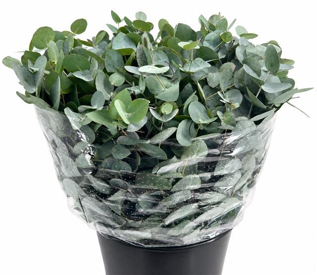 <h4>Euc. Cinerea Azur Riviera Short</h4>