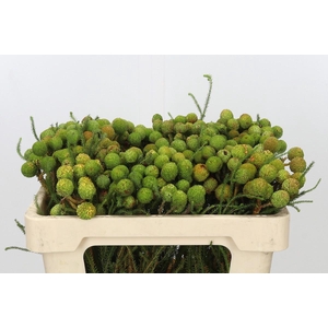Kaaps Groen Baubles