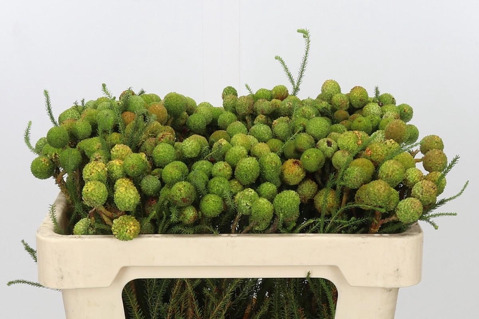<h4>Kaaps Groen Baubles</h4>