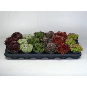 Sempervivum gemengd