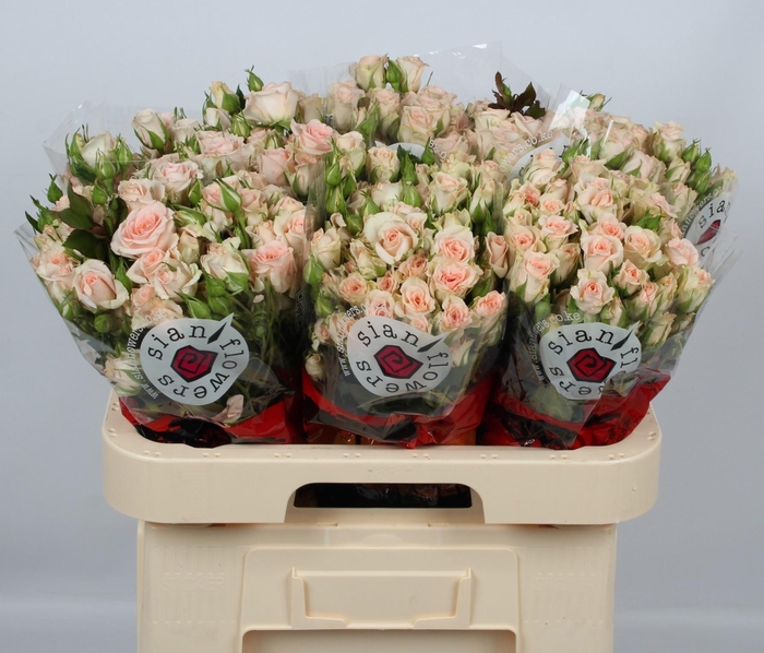 <h4>R TR SWEET SARA</h4>