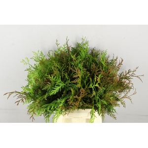 CONIFEER THUJA GREEN PER BUNCH