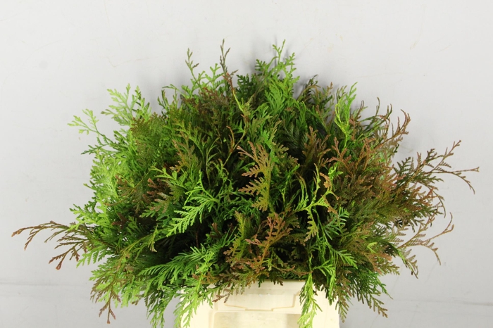<h4>CONIFEER THUJA GREEN PER BUNCH</h4>