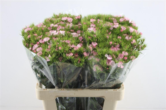 <h4>Di Barb Light Pink</h4>