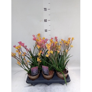 Anigozanthos   ...mix