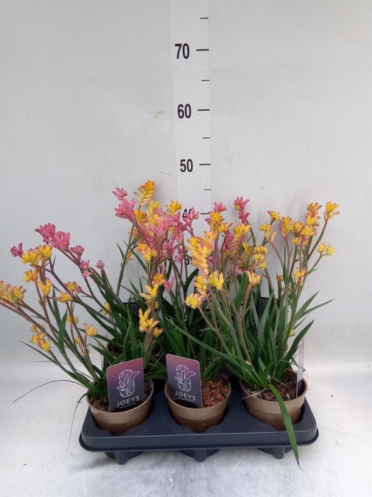 <h4>Anigozanthos   ...mix</h4>