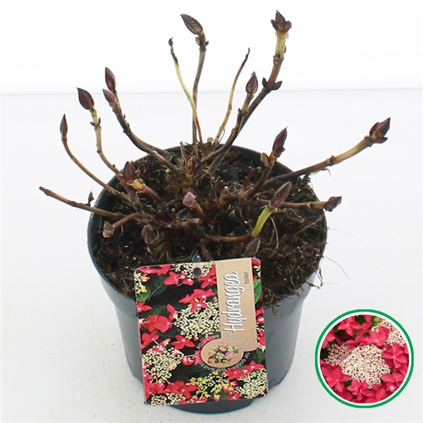 <h4>Hydrangea teller Rood C2 (17cm)</h4>