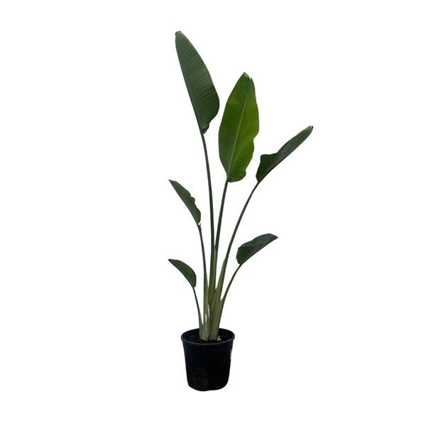 <h4>Strelitzia Nicolai - 180cm</h4>