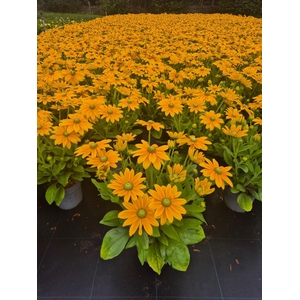 'Volle CC Actie (3*21): vaste planten 19 cm  Rudbeckia Summerina Ophelia