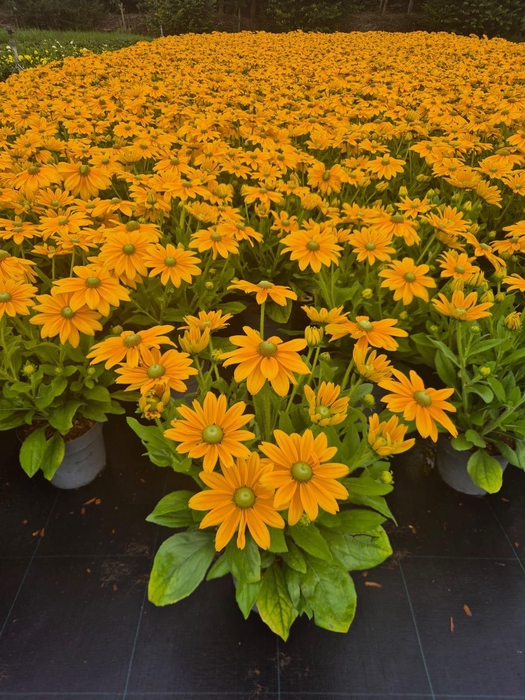 <h4>'Volle CC Actie (3*21): vaste planten 19 cm Rudbeckia Summerina Ophelia</h4>