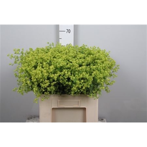 Alchem M Robustica