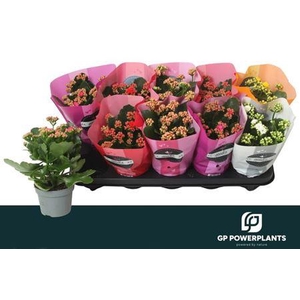 Kal Ge Perf Gem 5 Kl