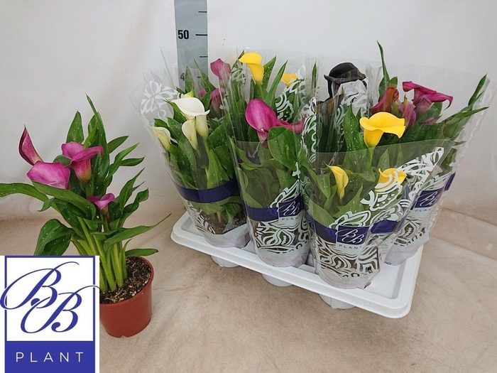 <h4>ZANT GEM 4 KL</h4>