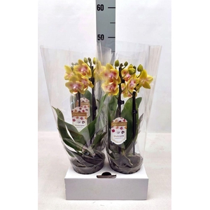 Phalaenopsis   ...