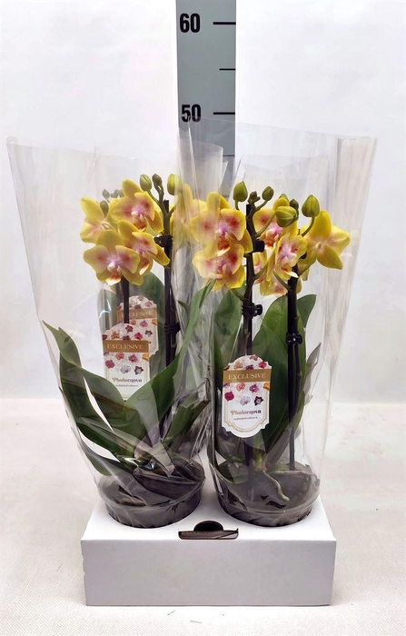 <h4>Phalaenopsis   ...</h4>