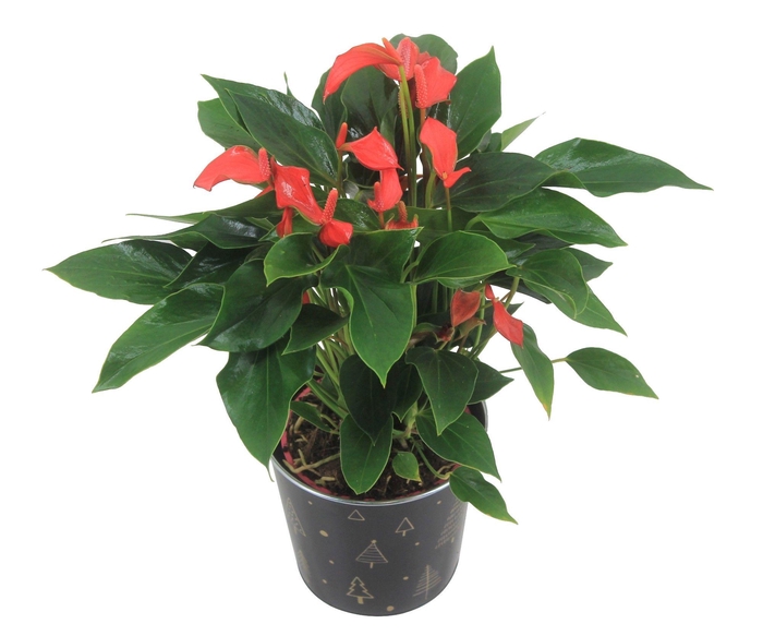<h4>Anthurium XL.67 Trillions Red 12cm in zinken kerstpotje</h4>