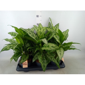Aglaonema   ...