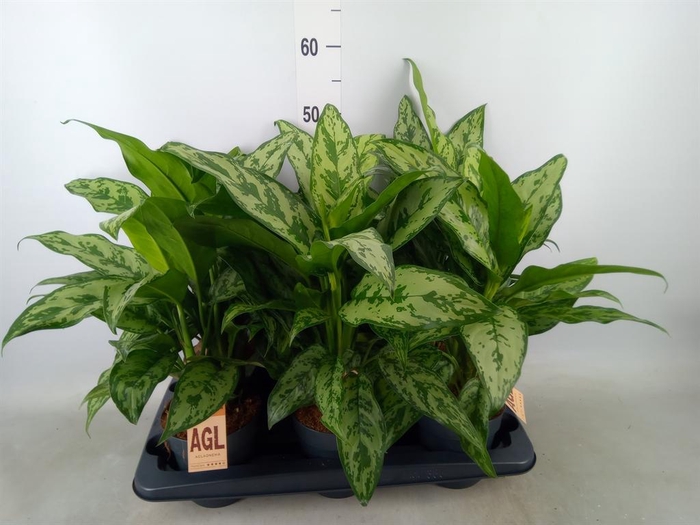<h4>Aglaonema   ...</h4>