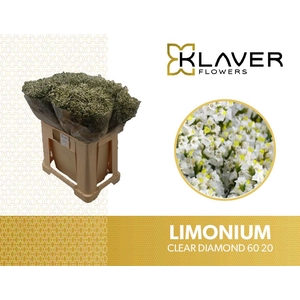 Limonium Clear Diamond Klaver