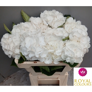 HYDR M ROYAL PRINCES