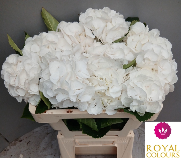 <h4>HYDR M ROYAL PRINCES</h4>