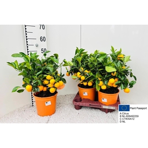 CITR MICROCARPA