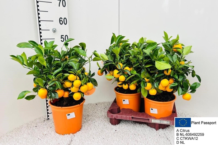 <h4>CITR MICROCARPA</h4>