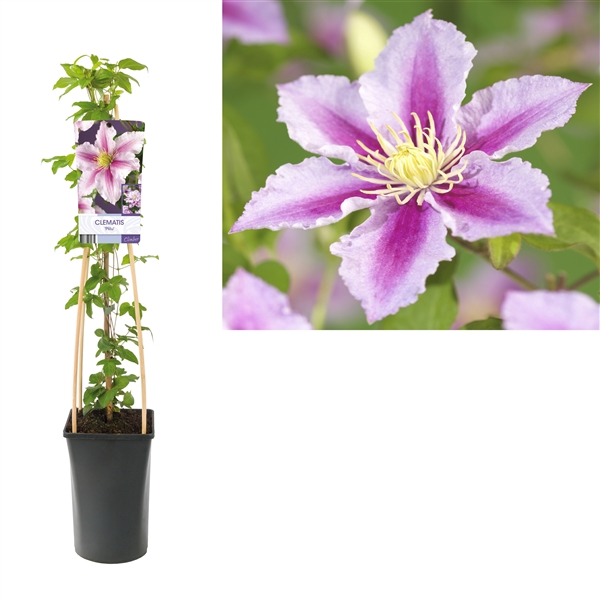 <h4>Clematis 'Piilu' +light label</h4>
