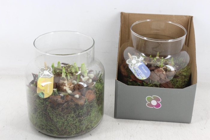 <h4>arr4 Bollenmix PL - Glas in giftbox</h4>