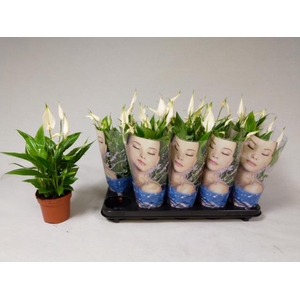 Spathiphyllum Korto 12Ø 35cm 5fl